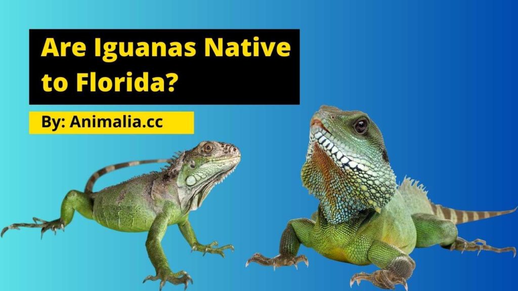 Are Iguanas Native to Florida