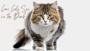 Can Cats See in the Dark