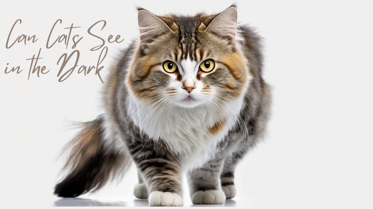Can Cats See in the Dark
