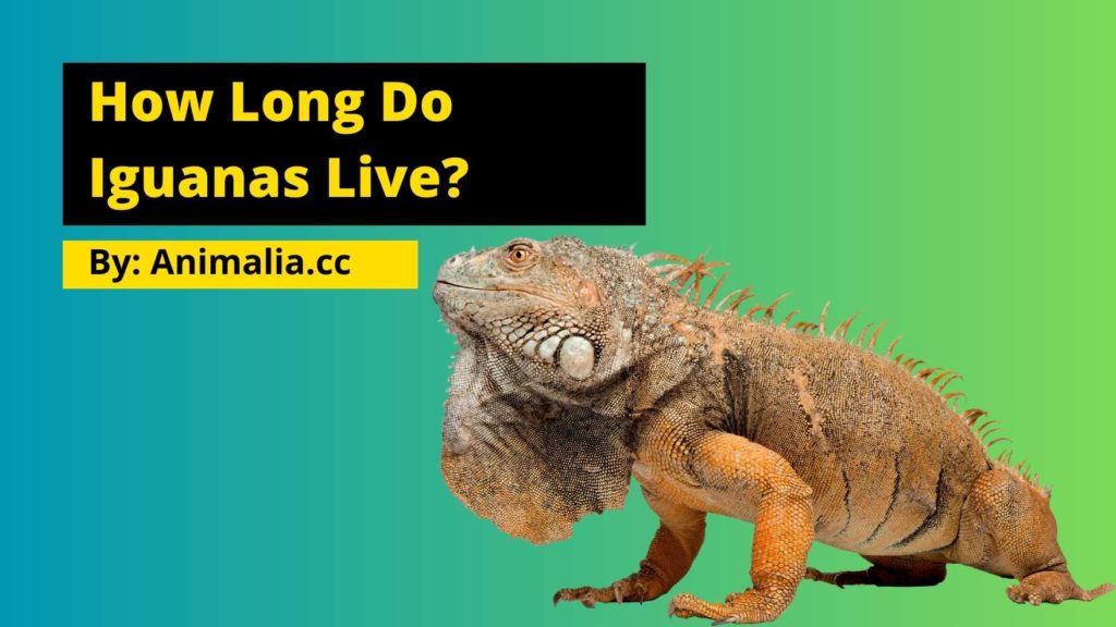 How Long Do Iguanas Live