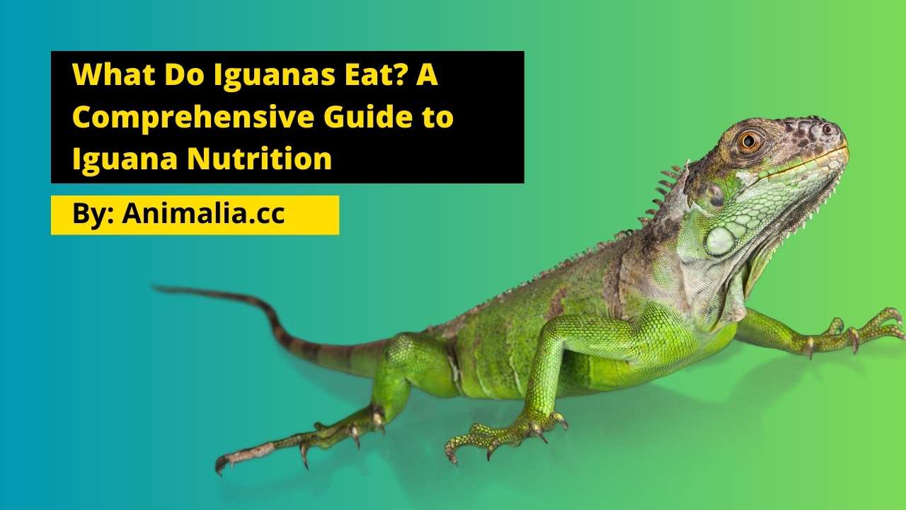 what do iguanas eat
