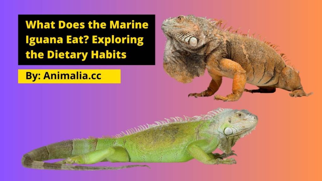 What Does the Marine Iguana Eat