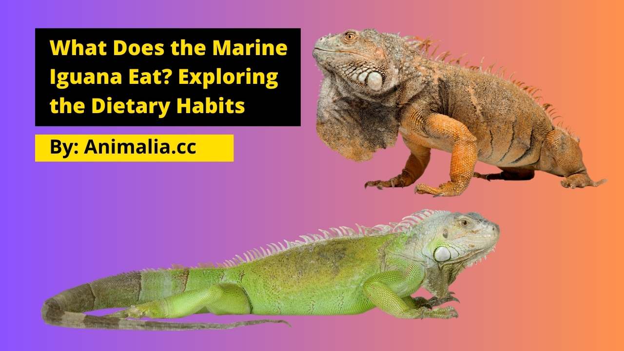 What Does the Marine Iguana Eat