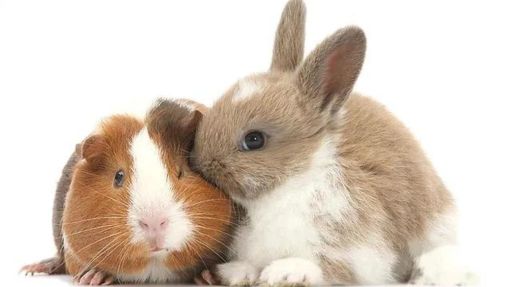 What Sound Does a Rabbit Make