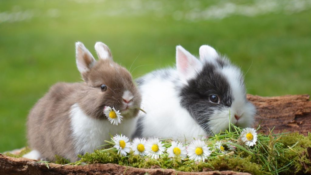 What is the Difference Between Bunny and Rabbit