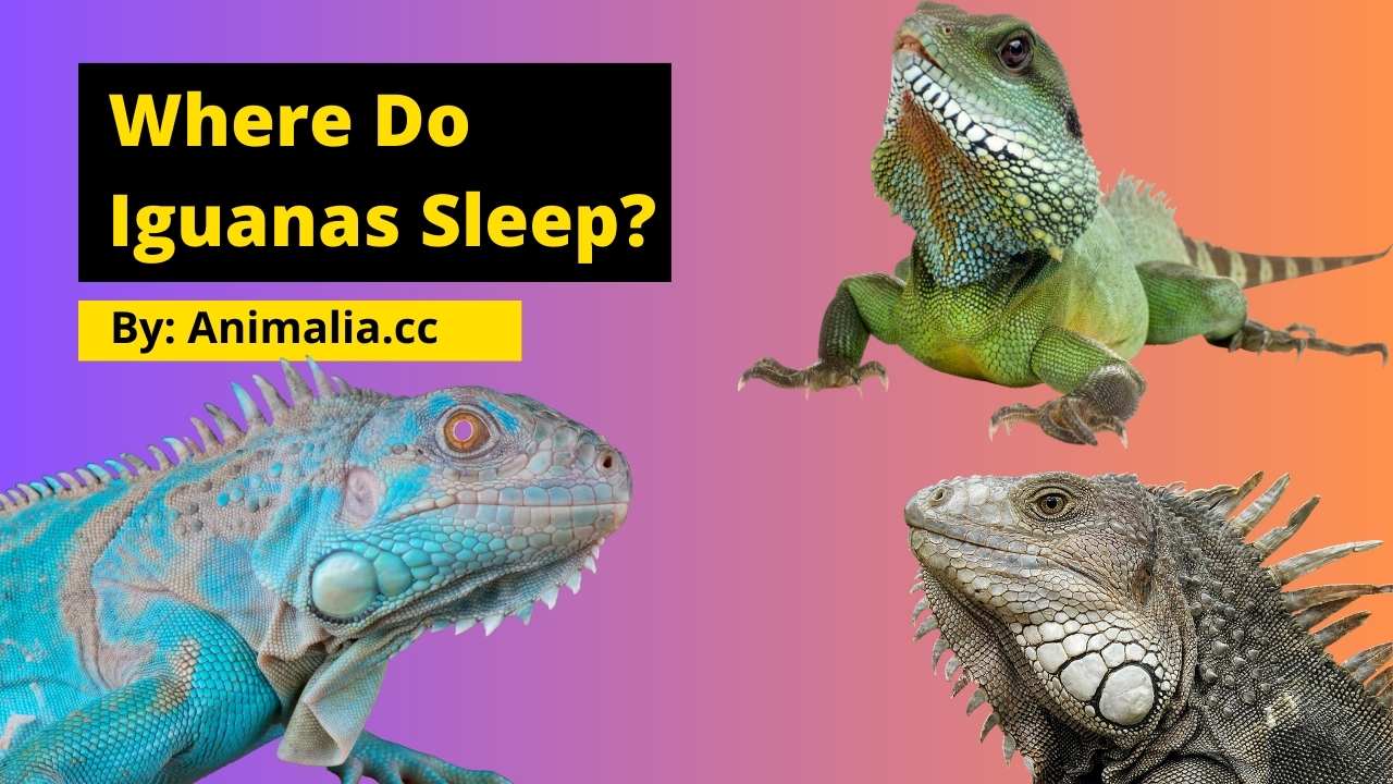 Where Do Iguanas Sleep