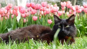 Why Are Tulips Toxic to Cats