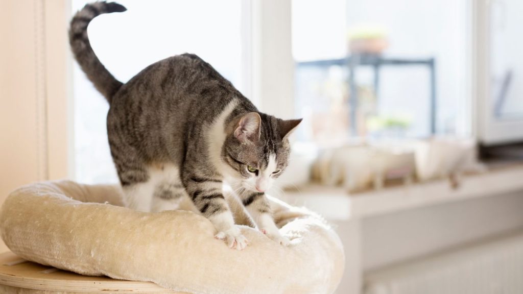 Why Do Cats Knead? Unveiling the Curious Behavior of Our Feline Friends 2 Why Do Cats Knead