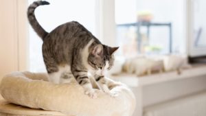 Why Do Cats Knead