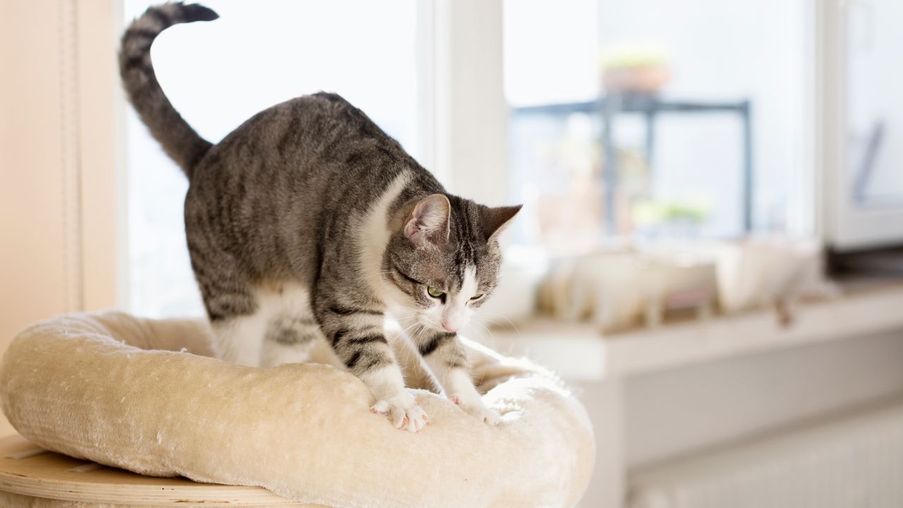 Why Do Cats Knead