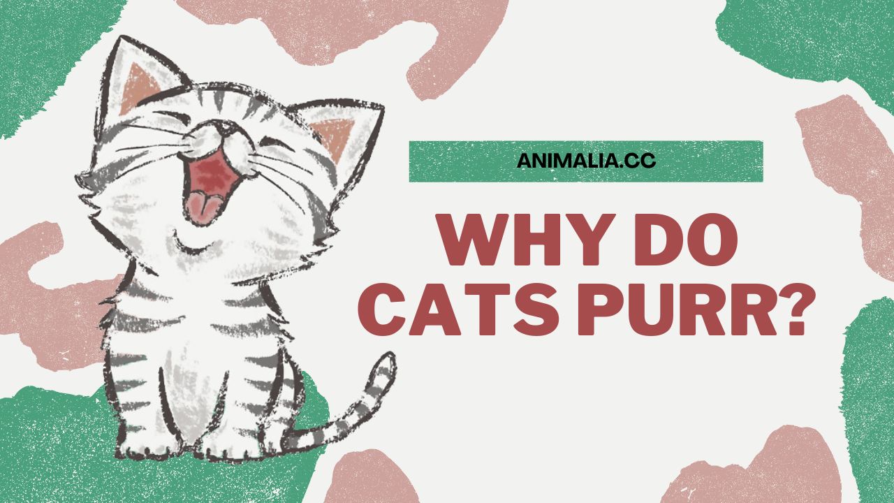 Why Do Cats Purr