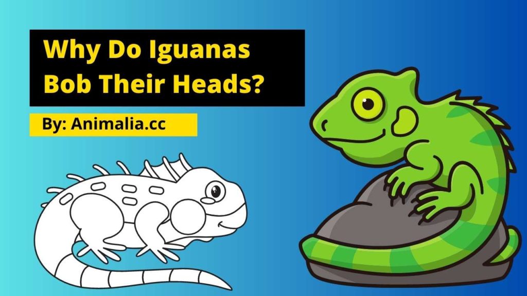 Why Do Iguanas Bob Their Heads
