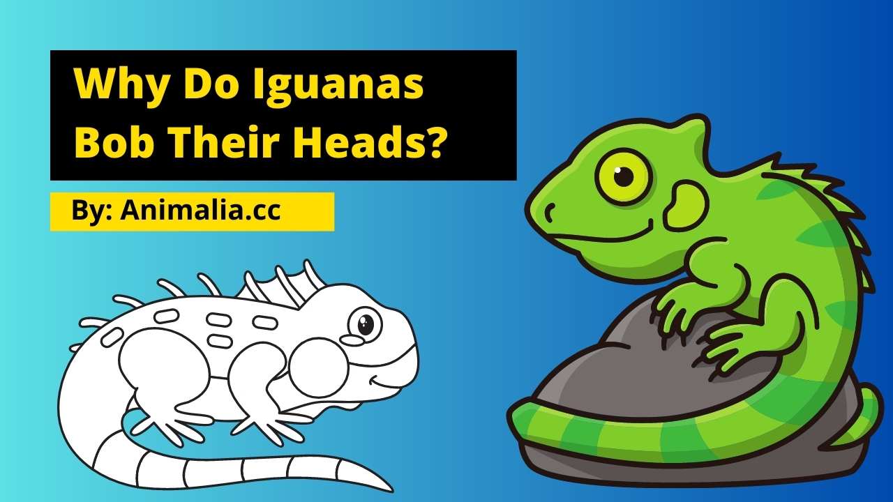 Why Do Iguanas Bob Their Heads