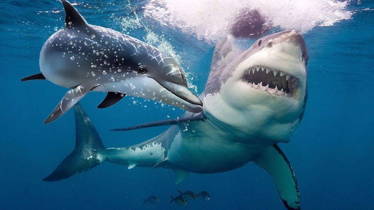 Why Do Sharks Fear Dolphins