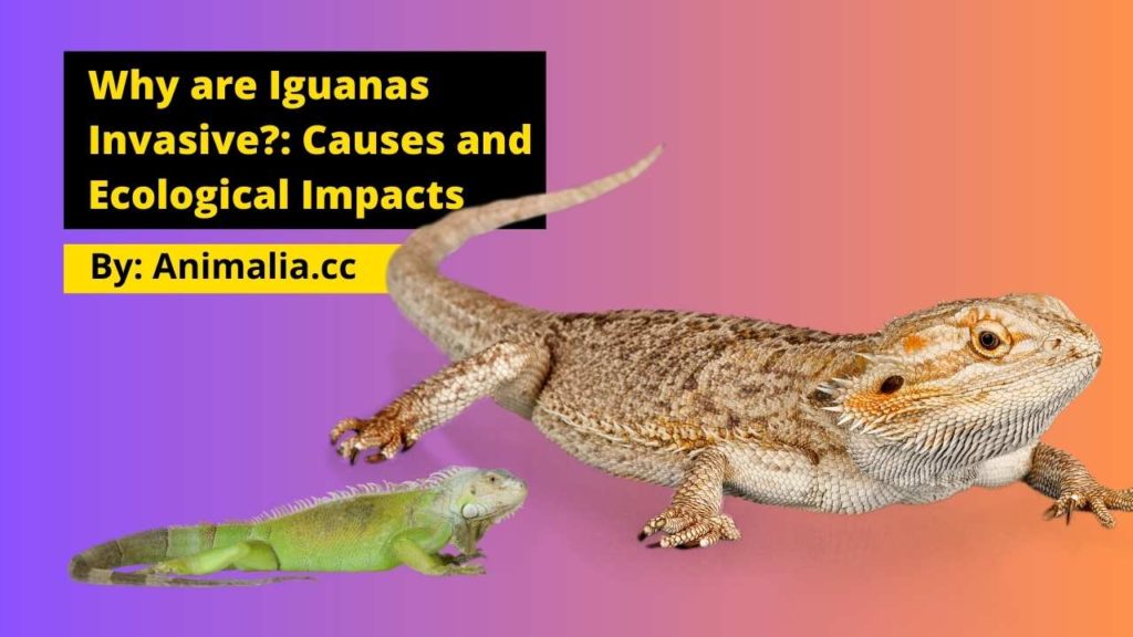Why are Iguanas Invasive