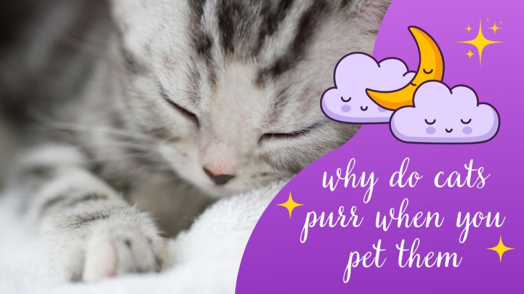 why do cats purr when you pet them