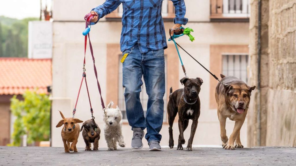 What services do pet sitters typically offer? A Comprehensive Guide 8 What services do pet sitters typically offer