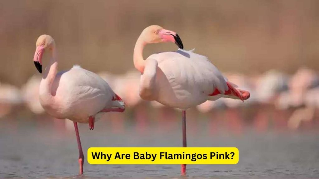 Why Are Baby Flamingos Pink? Exploring the Fascinating Phenomenon 6 Why Are Baby Flamingos Pink
