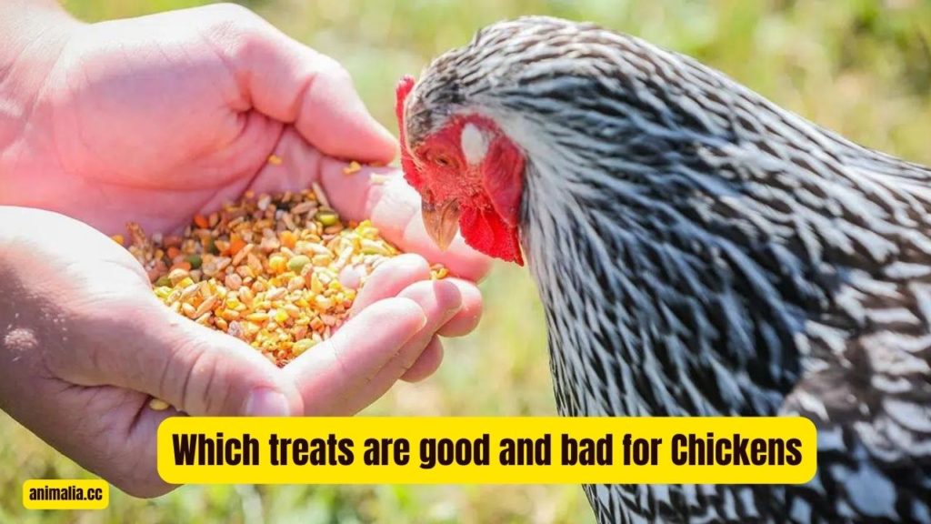 Which treats are good and bad for Chickens? Detailed Guide 4 Which treats are good and bad for Chickens