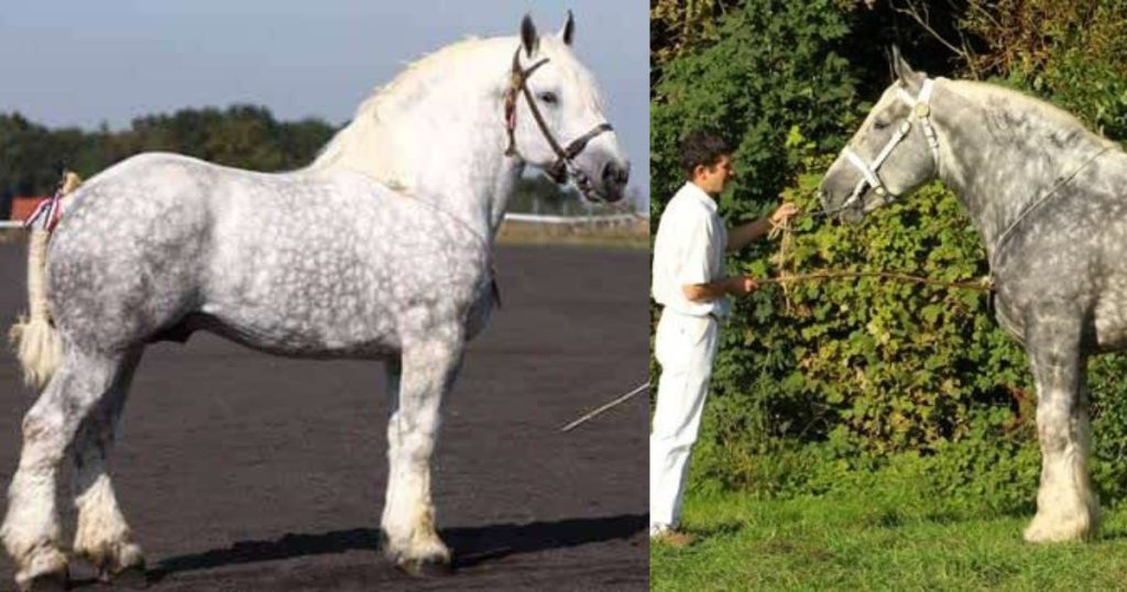 Unveiling the Rare and Endangered "Marble Horse of France" 3 Untitled design 12
