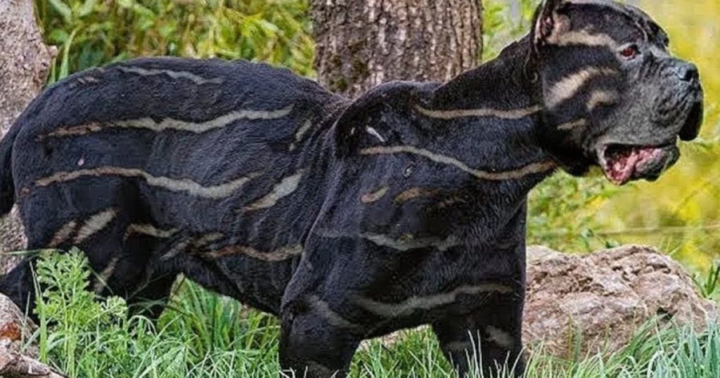 The family believed they had adopted a "dog," but the veterinarian calls the police when he notices it. 1 Untitled design 45